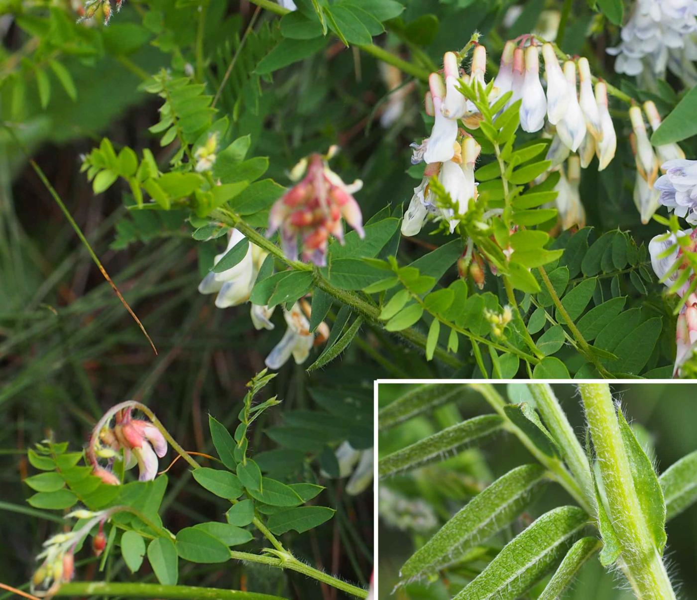 Vetch, Bitter leaf